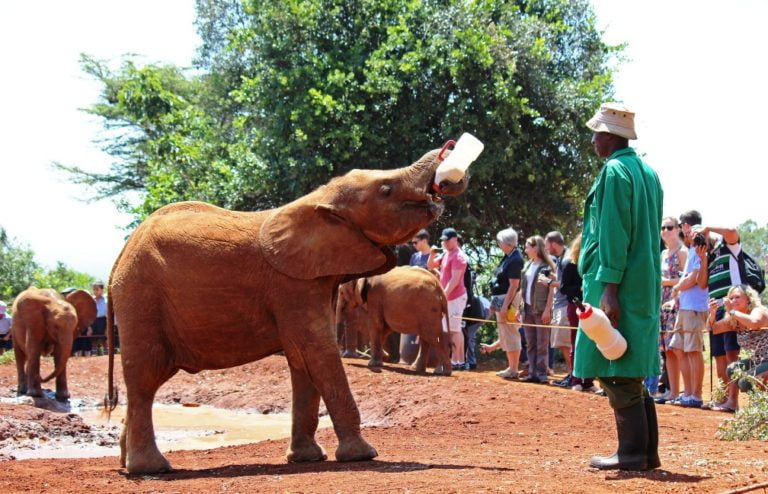 David Sheldrick Elephant Orphanage Nairobi, Kenya