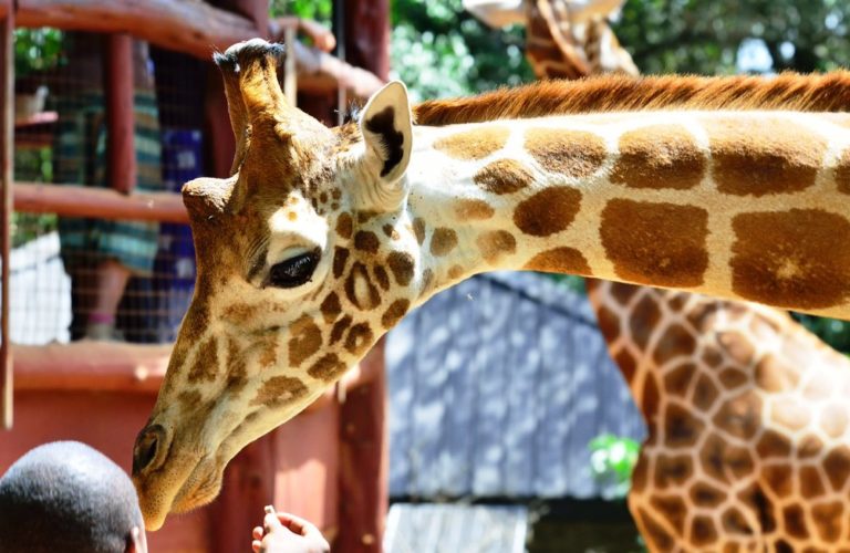 The Giraffe Center :Nairobi, Kenya