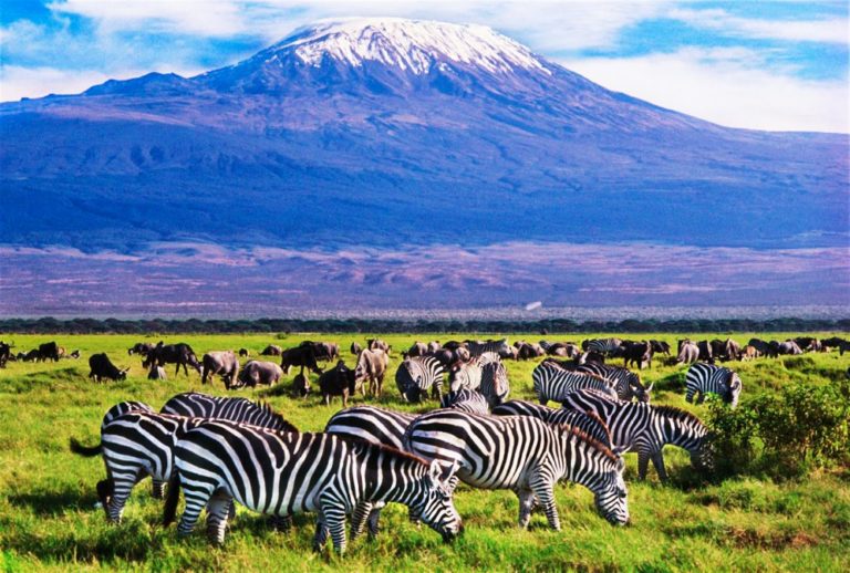 Amboseli One Day Trip