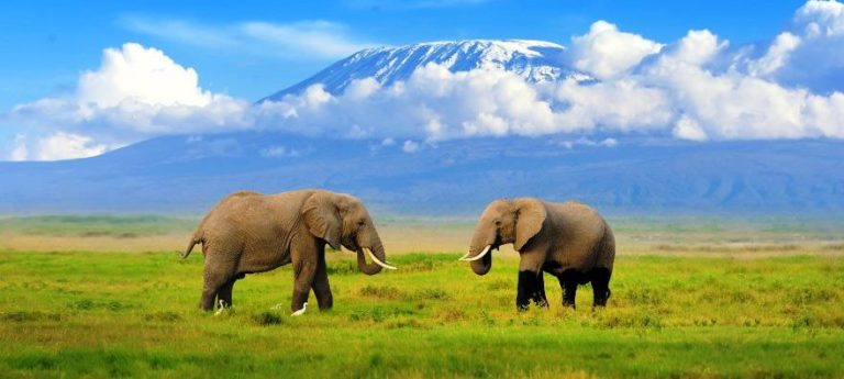 3 Days Amboseli National Park Safari