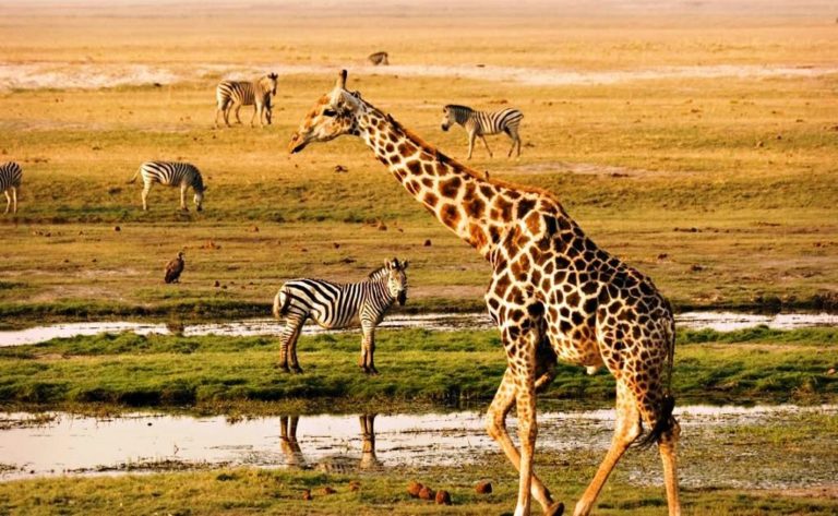 Kenya Safaris