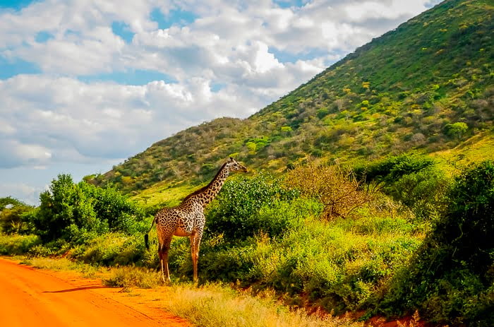 Tsavo west safari in Kenya