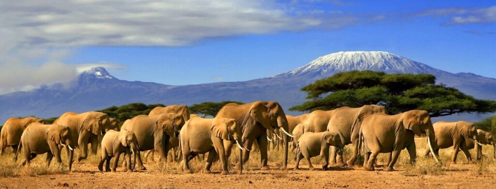 Kenya Expeditions Mount Kenya Climbing Kenya Safaris Tours