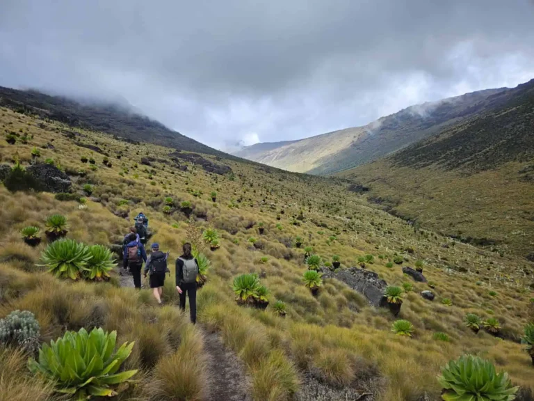 How to Experience Mount Kenya Hiking & Trekking in 2026: Routes, Adventures & Guided Expeditions